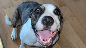 Lost Pet: Bella