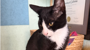 Lost Pet: Humphrey Bogart