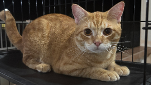 Lost Pet: Harrison