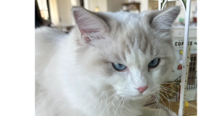 Lost Pet: Sonny