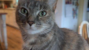 Lost Pet: Storm