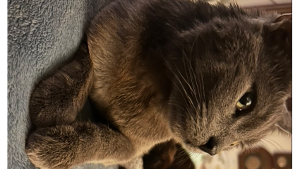 Lost Pet: Marvin