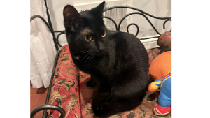 Lost Pet: Luna