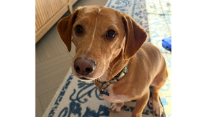 Lost Pet: Koopa