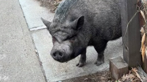 Lost Pet: Kevin