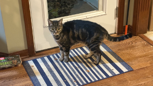 Lost Pet: Clyde