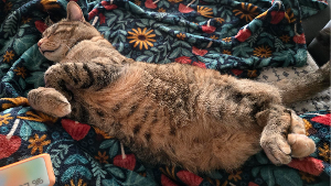 Lost Pet: Ruby
