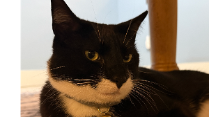 Lost Pet: SIR SHORT SOCKS