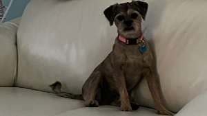 Lost Pet: Molly