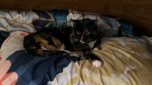 Lost Pet: Penny