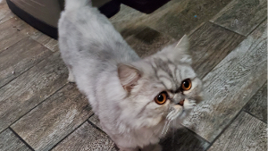 Lost Pet: Socrates