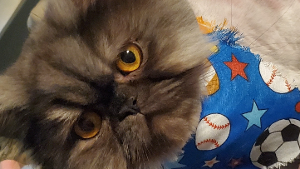 Lost Pet: Aristotle