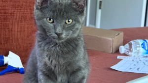 Lost Pet: Kobe