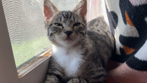 Lost Pet: Nico