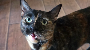 Lost Pet: Teeter