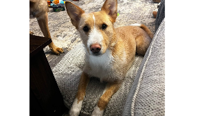 Lost Pet: Lucy