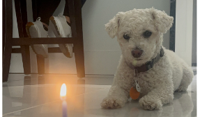 Lost Pet: Colocho
