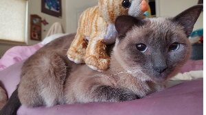 Lost Pet: Capuccina   981020049410790