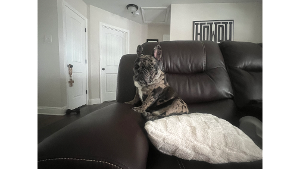 Lost Pet: Dexter