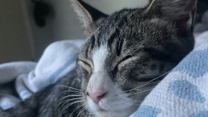 Lost Pet: Banjo
