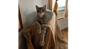 Lost Pet: Benni