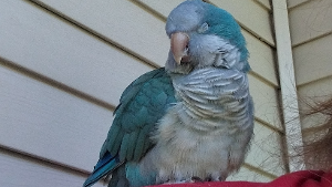 Lost Pet: Griffin