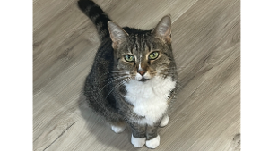 Lost Pet: Athenea