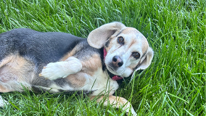 Lost Pet: Noel