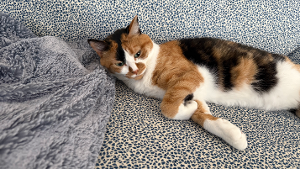 Lost Pet: Cali