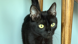 Lost Pet: Cinderella 26-146