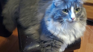 Lost Pet: Sterling
