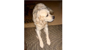 Lost Pet: Noah