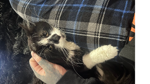 Lost Pet: Sun