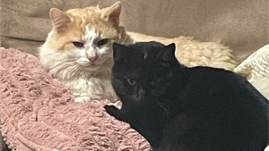 Lost Pet: Barrie Stray Skitter