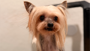 Lost Pet: Frida