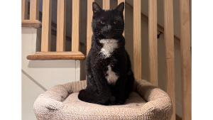 Lost Pet: Magic