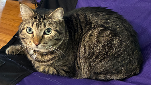 Lost Pet: Bungee Cord