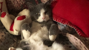 Lost Pet: Bella