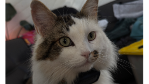Lost Pet: Baxter