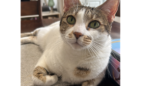 Lost Pet: Frida