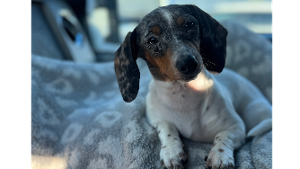 Lost Pet: Josie