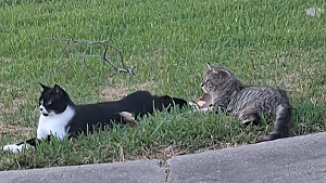 Lost Pet: SILVER