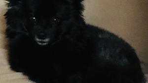 Lost Pet: Zoe Barlow