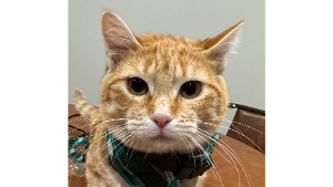 Lost Pet: Ivy