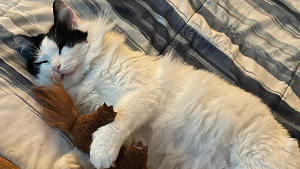 Lost Pet: Peanut