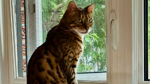 Lost Pet: Loki