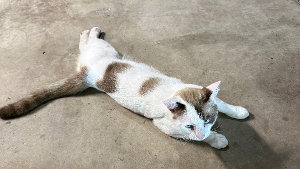 Lost Pet: Snowball