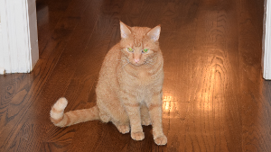 Lost Pet: Copper