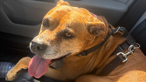 Lost Pet: Nancy