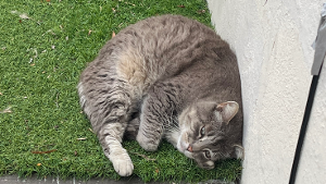 Lost Pet: Del Toro